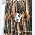 Illex squid whole round for market selling export thailand